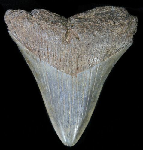 Juvenile Megalodon Tooth #61905